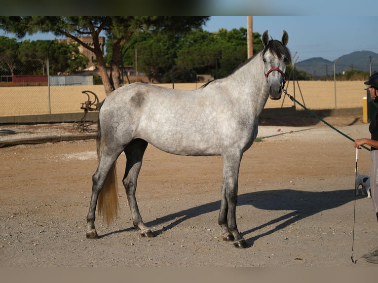PRE Croisé Jument 4 Ans 167 cm Gris pommelé in Hamburg