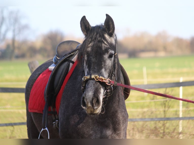 PRE Jument 4 Ans 167 cm Gris in Wremen