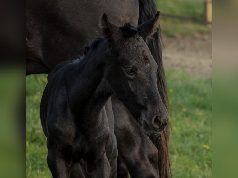 PRE Jument 4 Ans 167 cm Noir in Bogen