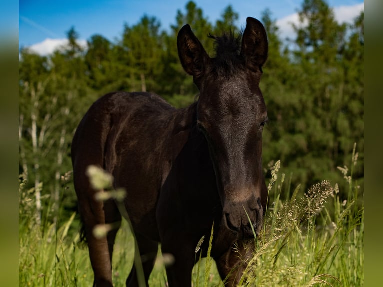 PRE Jument 4 Ans 167 cm Noir in Bogen