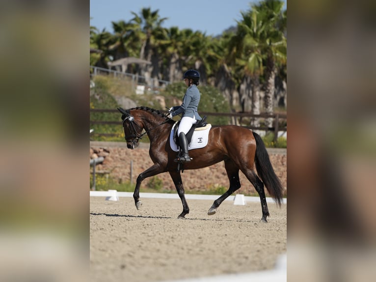PRE Jument 4 Ans 168 cm Bai in Tur&#xED;s