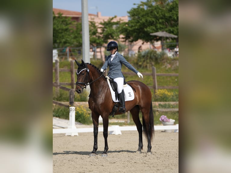 PRE Jument 4 Ans 168 cm Bai in Tur&#xED;s