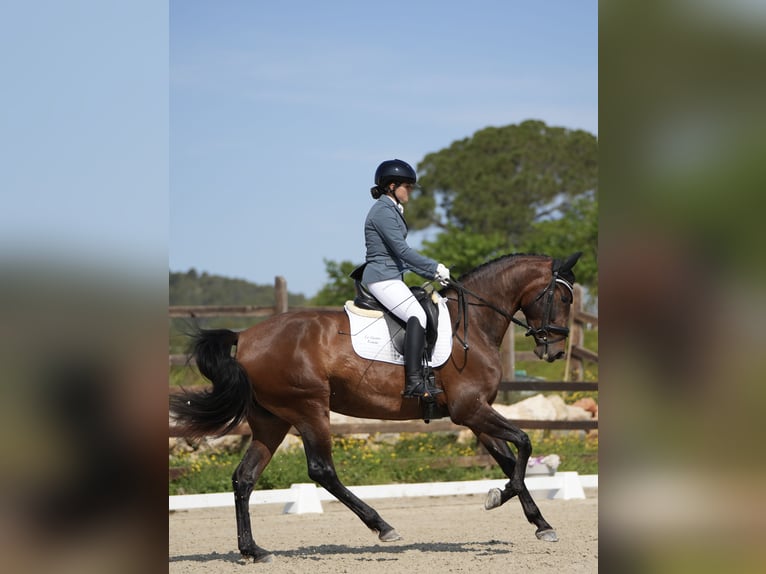 PRE Jument 4 Ans 168 cm Bai in Tur&#xED;s