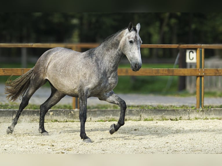 PRE Croisé Jument 4 Ans 168 cm Gris in Leichlingen