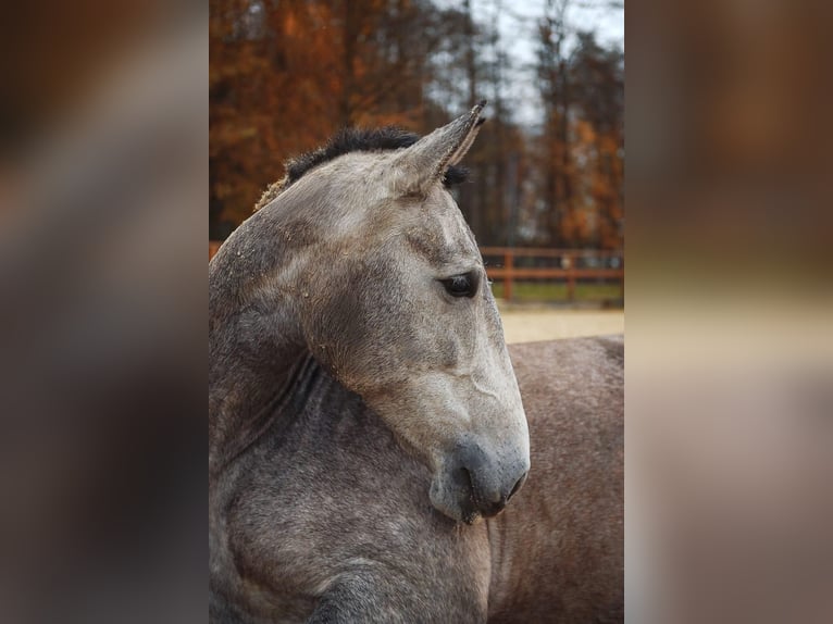 PRE Croisé Jument 4 Ans 168 cm Gris in Leichlingen