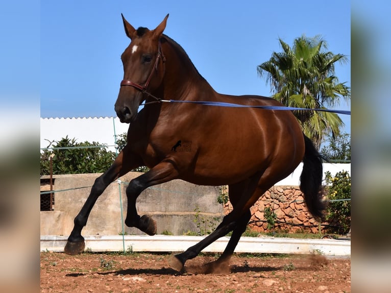 PRE Jument 4 Ans 170 cm Bai in Menorca