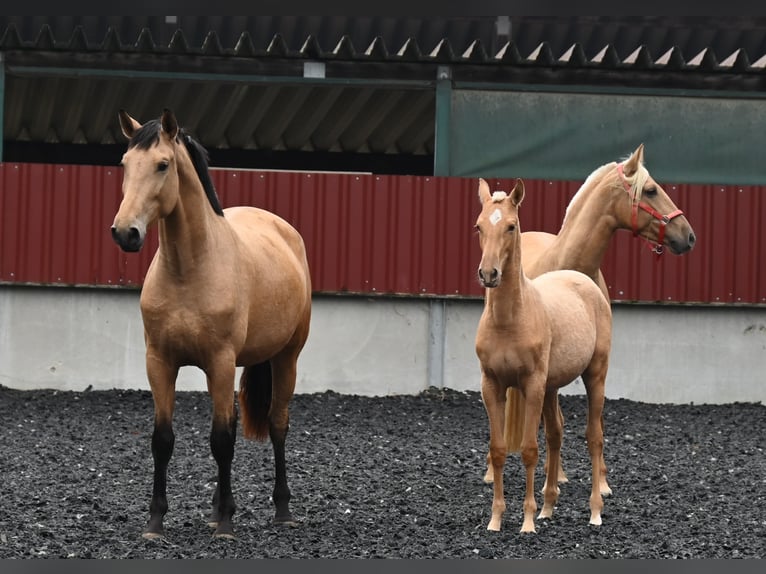 PRE Croisé Jument 4 Ans 170 cm Buckskin in Klettgau-Bühl