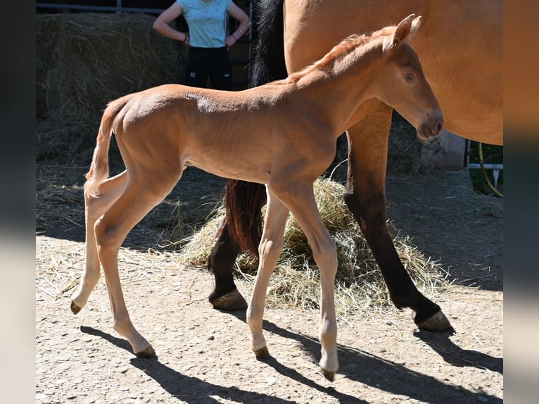 PRE Croisé Jument 4 Ans 170 cm Buckskin in Klettgau-Bühl