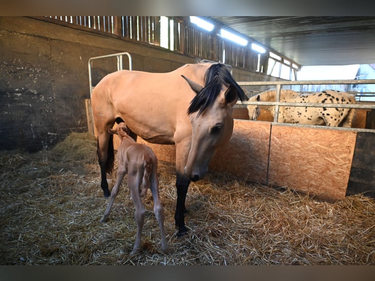 PRE Croisé Jument 4 Ans 170 cm Buckskin in Klettgau-Bühl