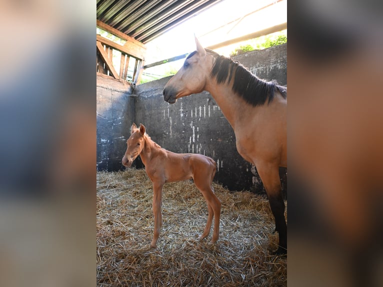 PRE Croisé Jument 4 Ans 170 cm Buckskin in Klettgau-Bühl