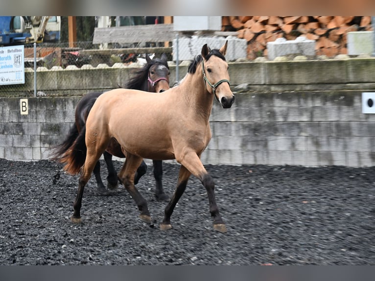 PRE Croisé Jument 4 Ans 170 cm Buckskin in Klettgau-Bühl