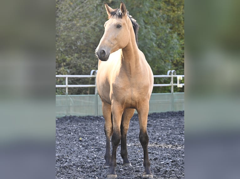 PRE Croisé Jument 4 Ans 170 cm Buckskin in Klettgau-Bühl
