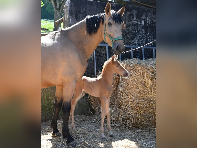 PRE Croisé Jument 4 Ans 170 cm Buckskin in Klettgau-Bühl