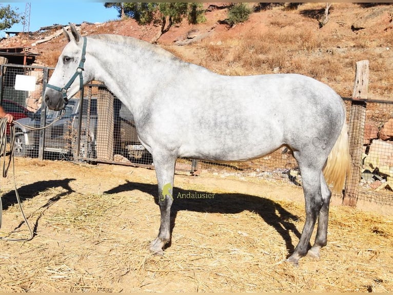PRE Jument 4 Ans 170 cm Gris in Provinz Malaga
