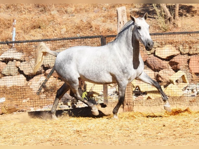 PRE Jument 4 Ans 170 cm Gris in Provinz Malaga