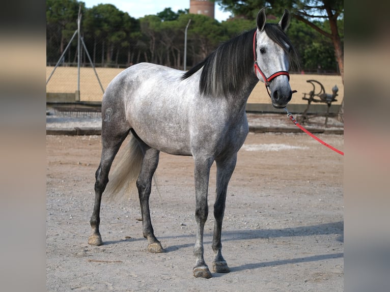 PRE Croisé Jument 4 Ans 170 cm Gris in Hamburg