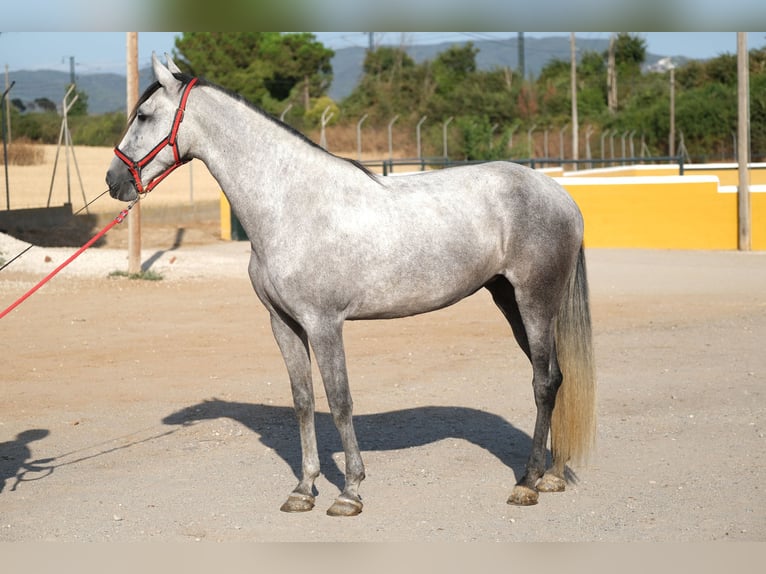 PRE Croisé Jument 4 Ans 170 cm Gris in Hamburg