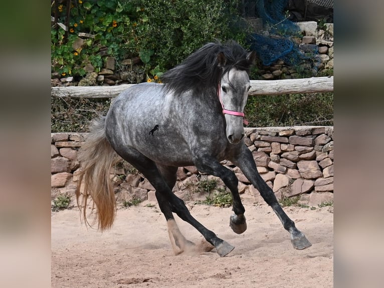 PRE Croisé Jument 4 Ans 170 cm Gris in Menorca