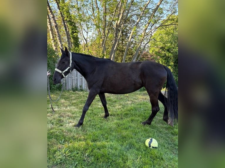 PRE Jument 4 Ans 170 cm Noir in HUY