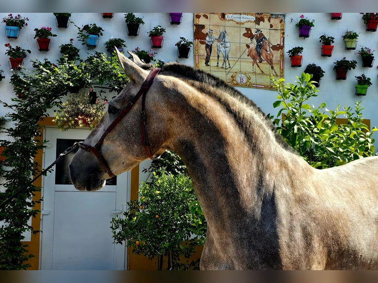 PRE Croisé Jument 4 Ans 171 cm Gris (bai-dun) in Polenz