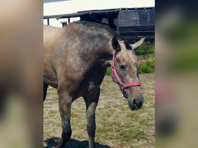 PRE Croisé Jument 4 Ans 171 cm Gris (bai-dun) in Polenz