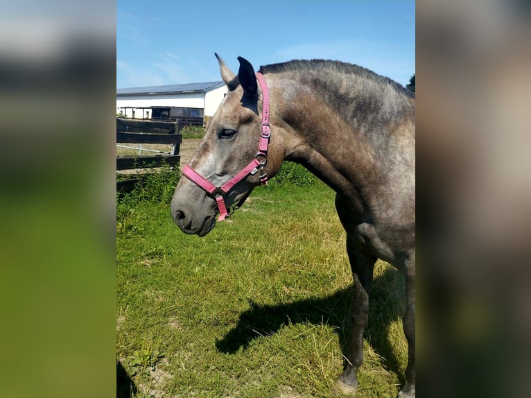 PRE Croisé Jument 4 Ans 171 cm Gris (bai-dun) in Polenz