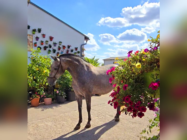 PRE Croisé Jument 4 Ans 171 cm Gris (bai-dun) in Polenz