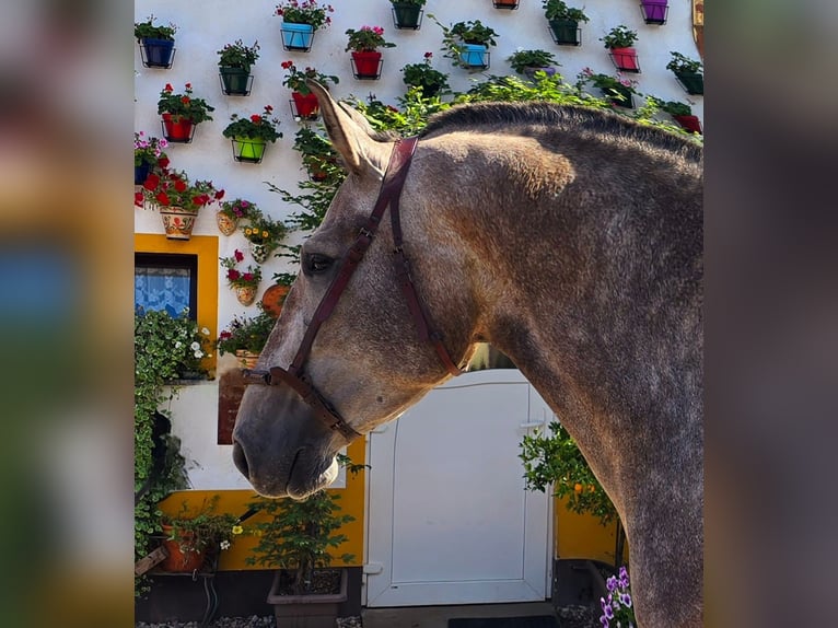 PRE Croisé Jument 4 Ans 171 cm Gris (bai-dun) in Polenz