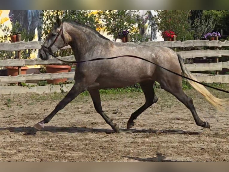 PRE Croisé Jument 4 Ans 171 cm Gris (bai-dun) in Polenz