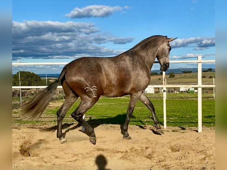 PRE Jument 4 Ans 177 cm Gris moucheté in Navalvillar De Pela