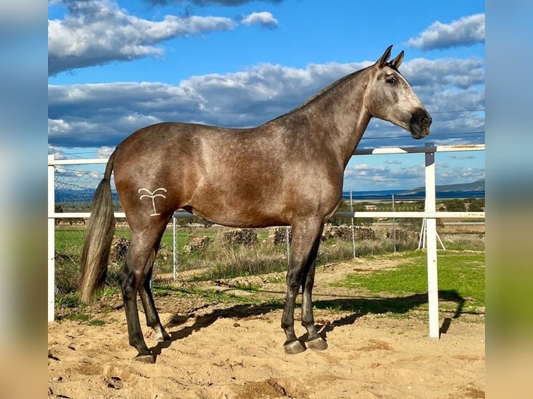 PRE Jument 4 Ans 177 cm Gris moucheté in Navalvillar De Pela