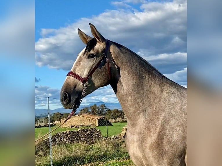 PRE Jument 4 Ans 177 cm Gris moucheté in Navalvillar De Pela
