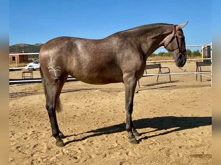PRE Jument 4 Ans 177 cm Gris moucheté in Navalvillar De Pela