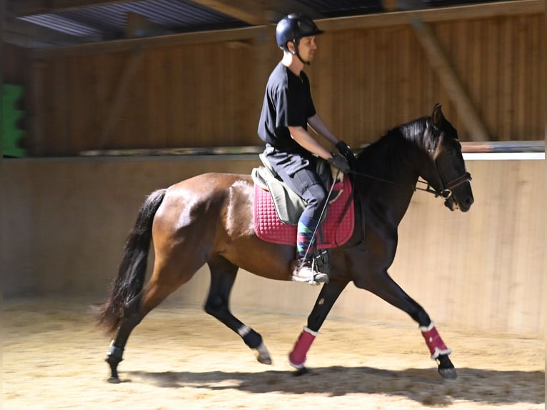 PRE Jument 4 Ans Noir in Klettgau