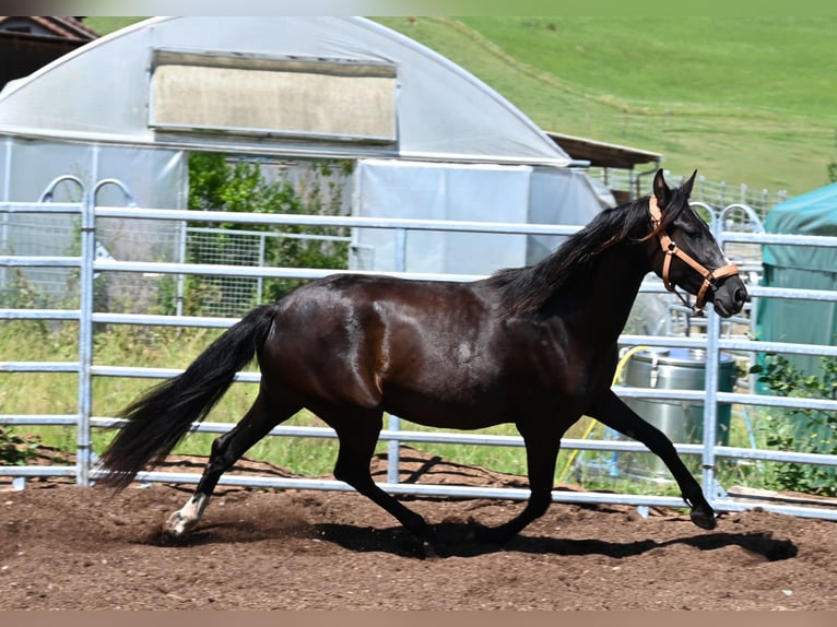 PRE Jument 4 Ans Noir in Klettgau