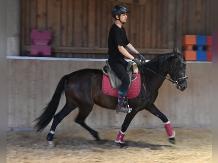 PRE Jument 4 Ans Noir in Klettgau