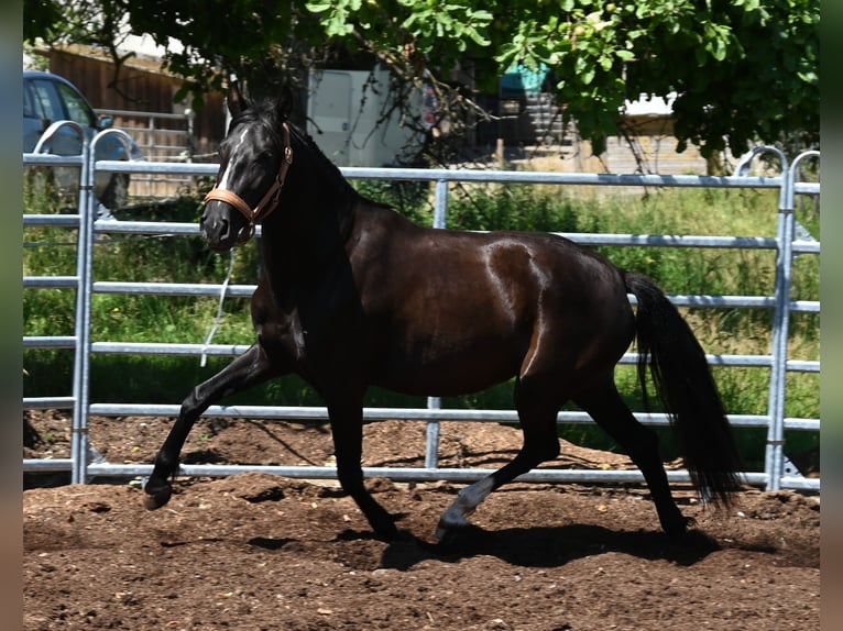 PRE Jument 4 Ans Noir in Klettgau
