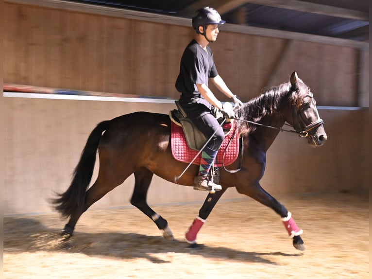 PRE Jument 4 Ans Noir in Klettgau