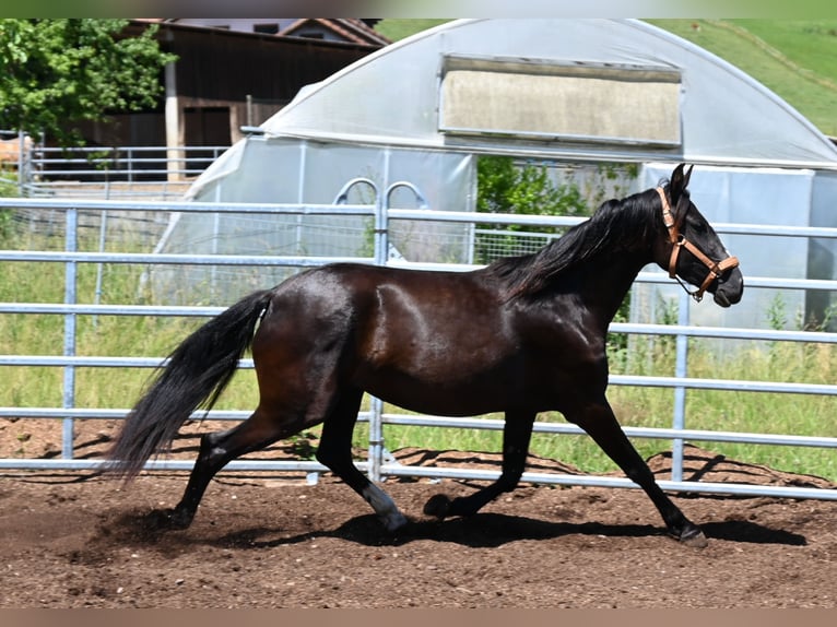 PRE Jument 4 Ans Noir in Klettgau