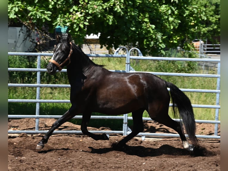 PRE Jument 4 Ans Noir in Klettgau