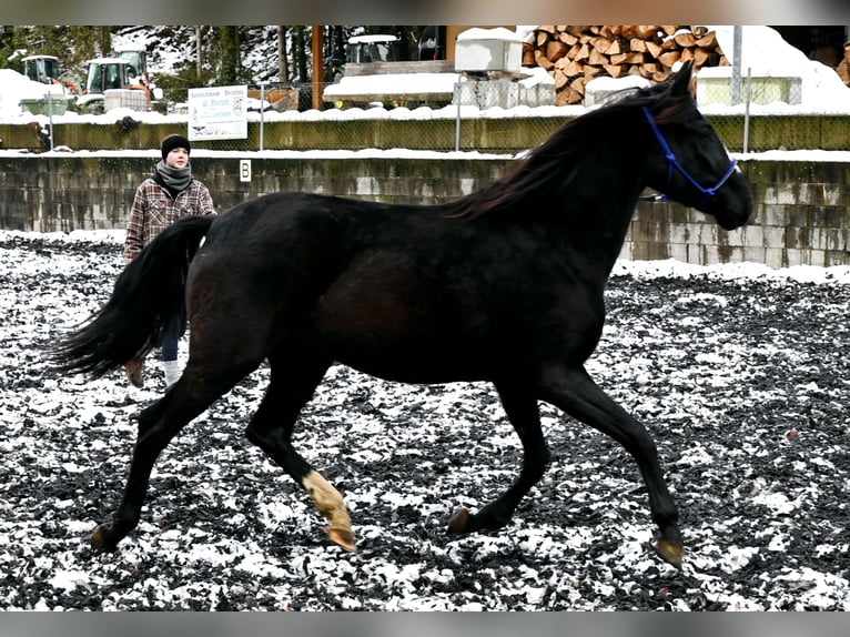 PRE Jument 4 Ans Noir in Küssaberg