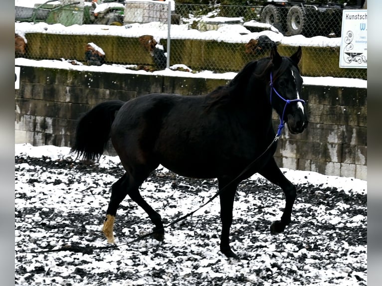 PRE Jument 4 Ans Noir in Küssaberg