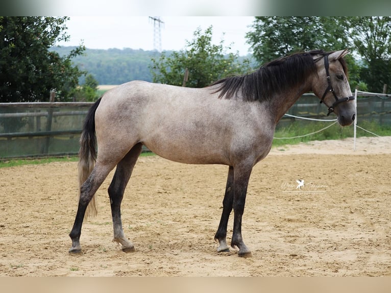 PRE Jument 5 Ans 153 cm Gris in Bad Laer