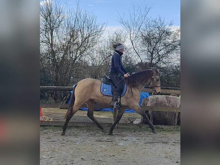 PRE Croisé Jument 5 Ans 153 cm Isabelle in Lamorlaye