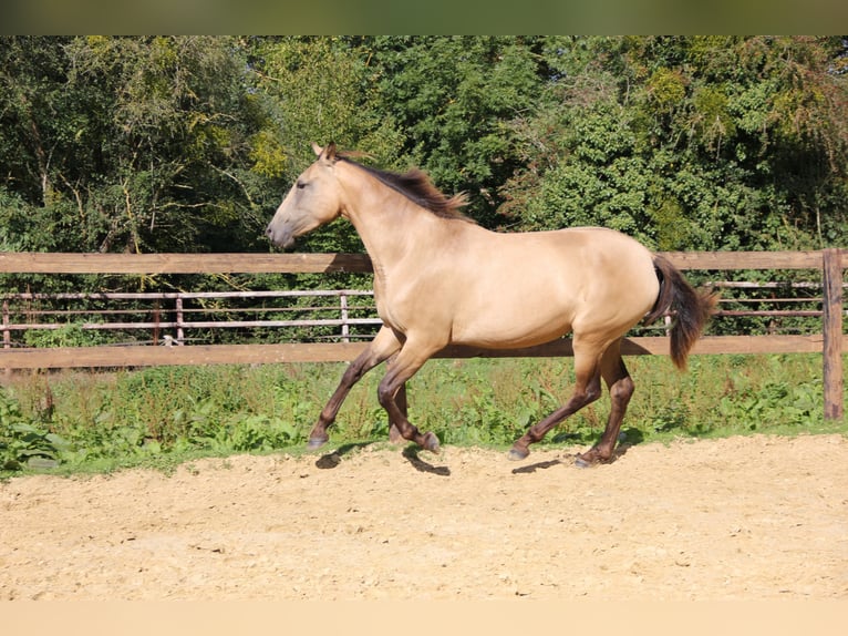 PRE Croisé Jument 5 Ans 153 cm Isabelle in Lamorlaye