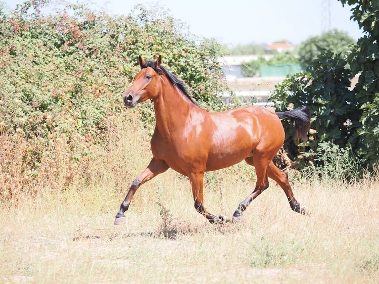 PRE Croisé Jument 5 Ans 154 cm Bai in Navas Del Madroño
