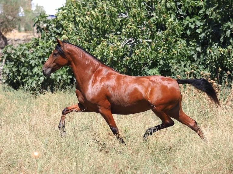 PRE Croisé Jument 5 Ans 154 cm Bai in Navas Del Madroño