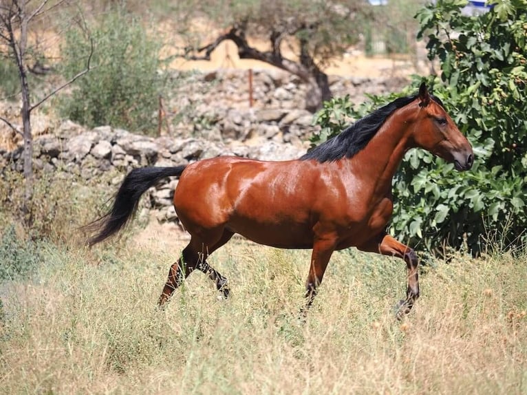 PRE Croisé Jument 5 Ans 154 cm Bai in Navas Del Madroño