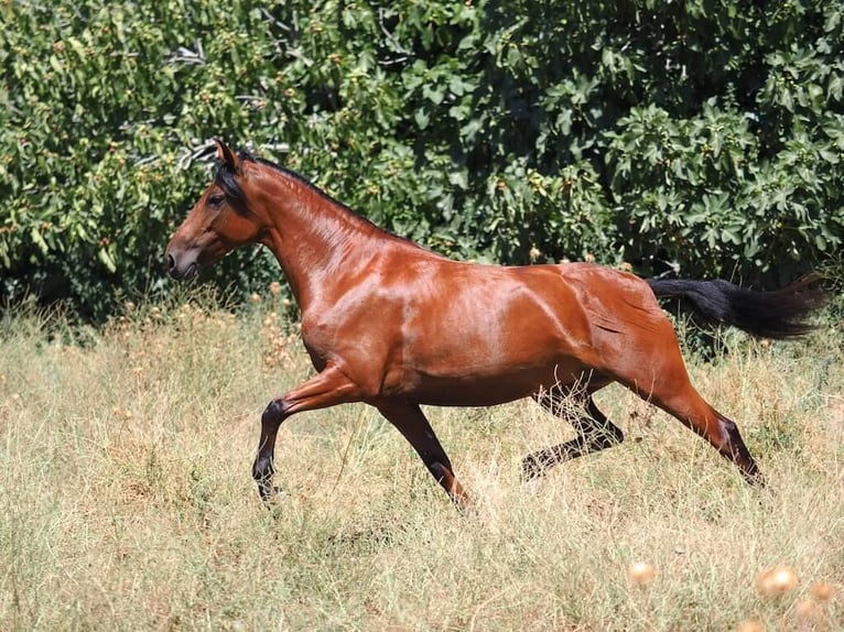 PRE Croisé Jument 5 Ans 154 cm Bai in Navas Del Madroño