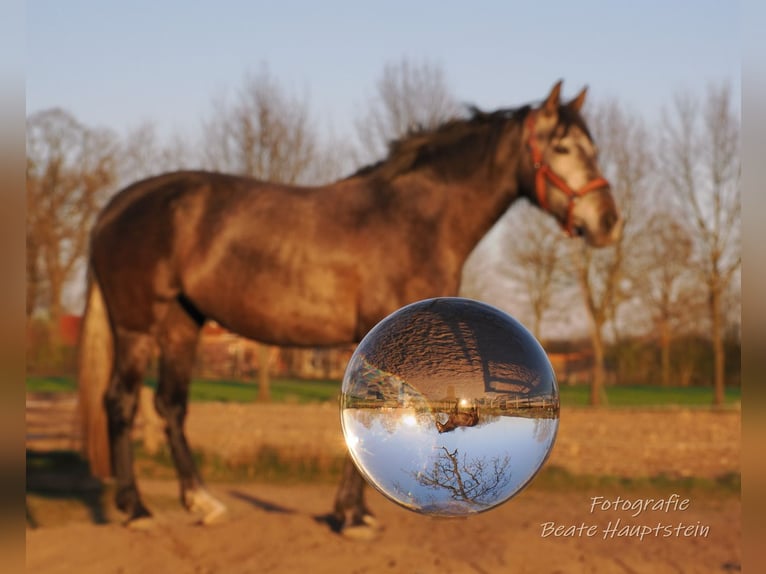 PRE Croisé Jument 5 Ans 154 cm Gris in Ostbevern